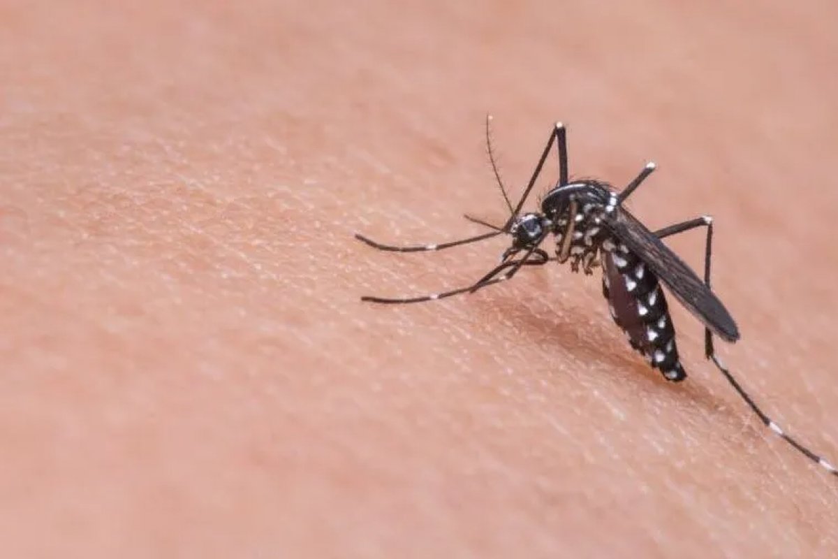 Brasil lidera casos registrados de dengue no mundo com 82%, segundo a OMS