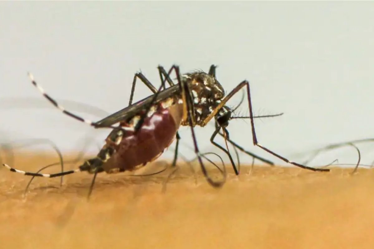 Brasil registra 3.254 óbitos por dengue em 2024