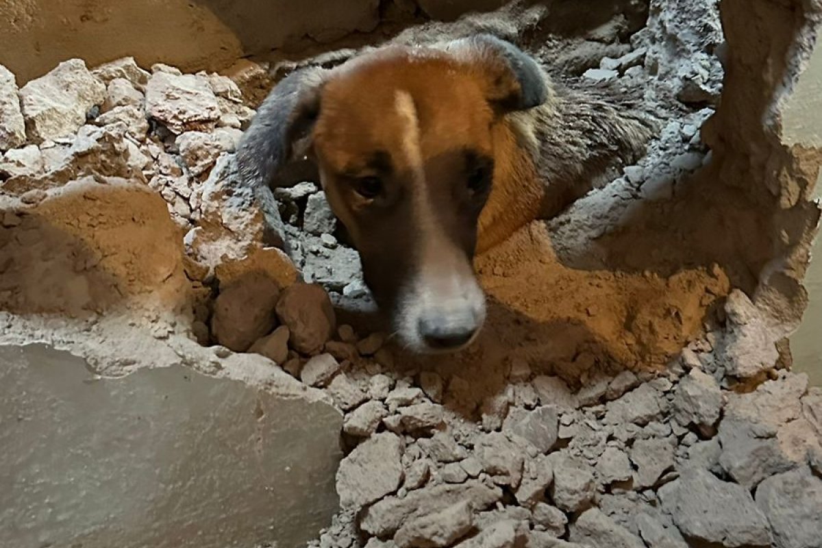 Cachorro é resgatado por bombeiros em Senhor do Bonfim