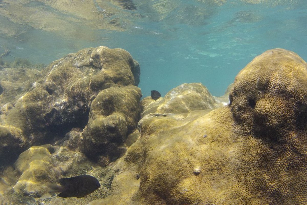 Mais de 70% de espécies ameaçadas buscam Áreas Marinhas Protegidas, aponta Unesco