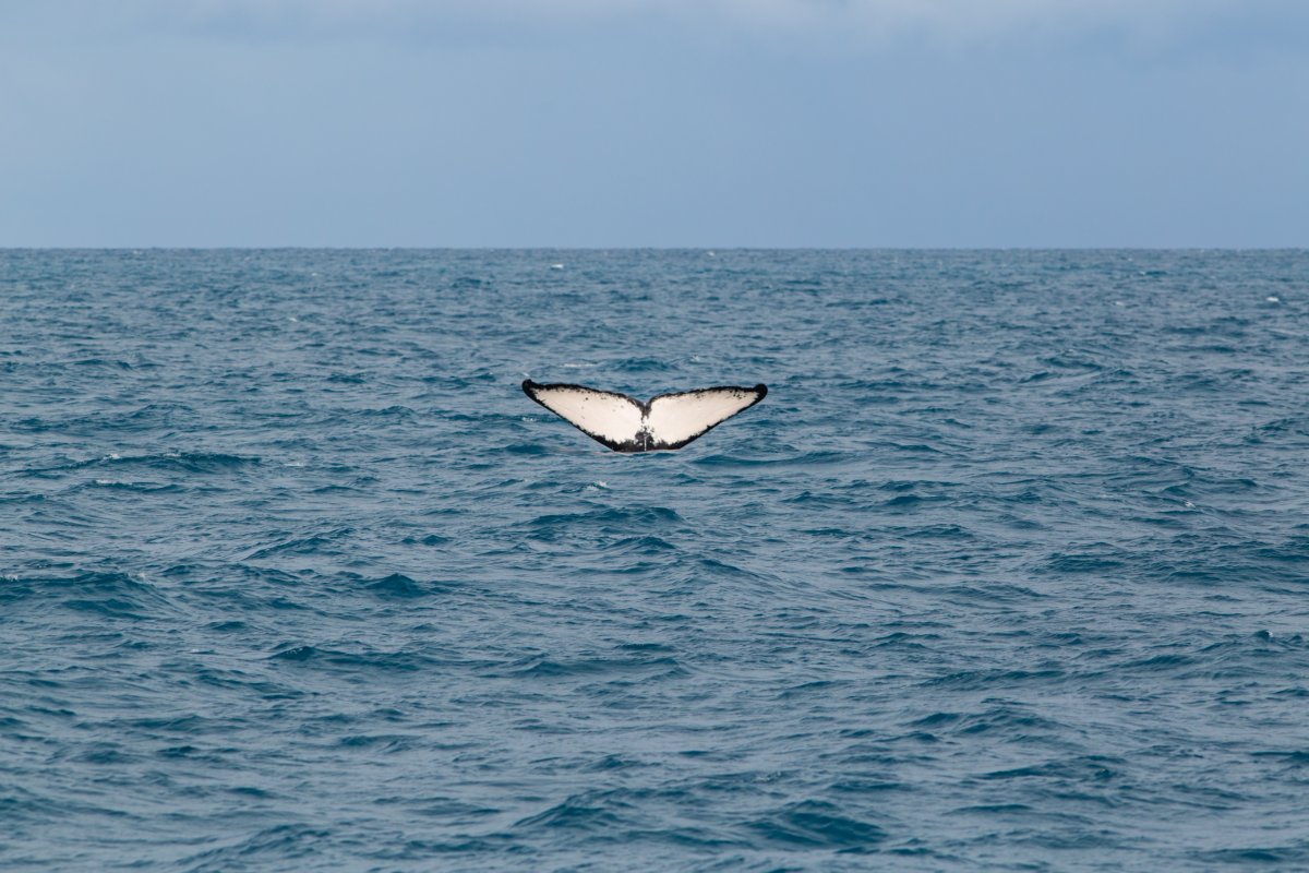 Dia Mundial do Meio Ambiente é celebrado com exposição sobre a Baía de Todos os Santos e rodas de conversa!