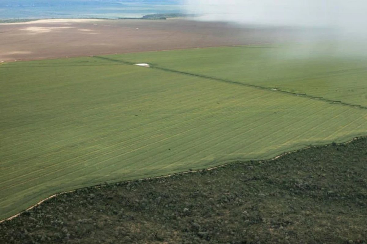 Bahia é o 2º estado que mais desmata no país, aponta estudo