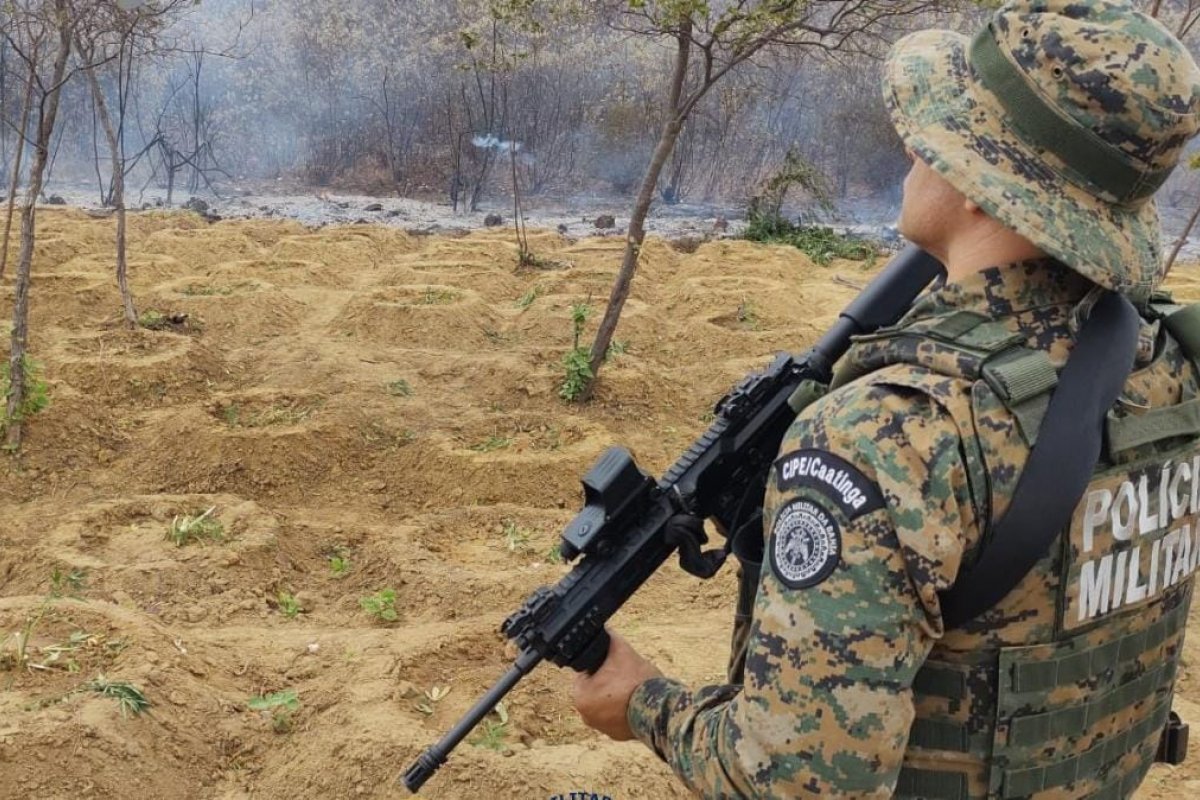 Plantios de maconha são erradicados por PM e PF na Divisa entre Bahia e Pernambuco