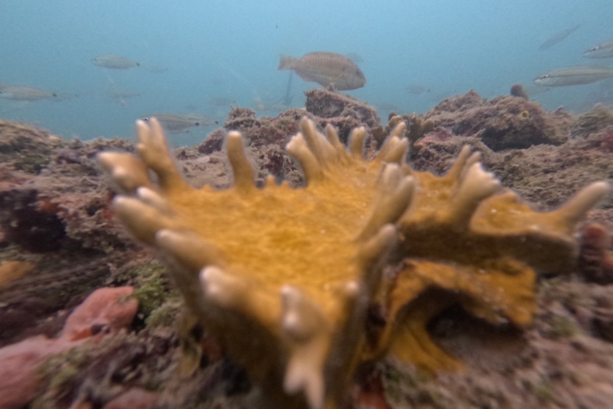 Semana do Meio Ambiente: Projeto Mares realiza ações de educação ambiental e científica na Ilha de Itaparica!