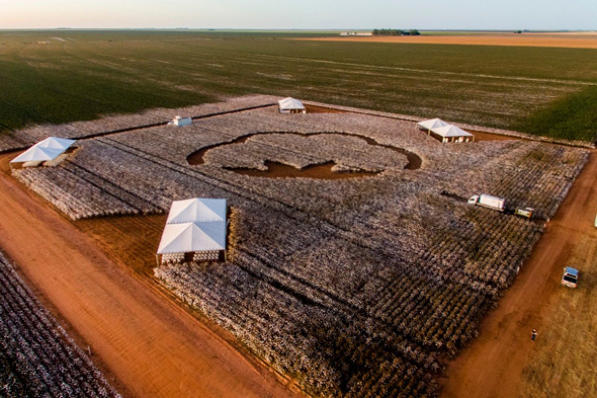Dia do Algodão: Produtores celebram início de colheita no oeste baiano