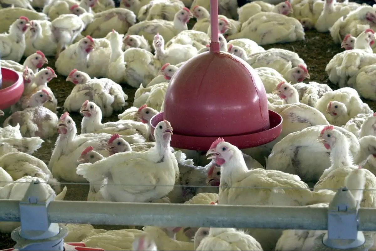 OMS confirma primeira morte por variante H5N2 da gripe aviária