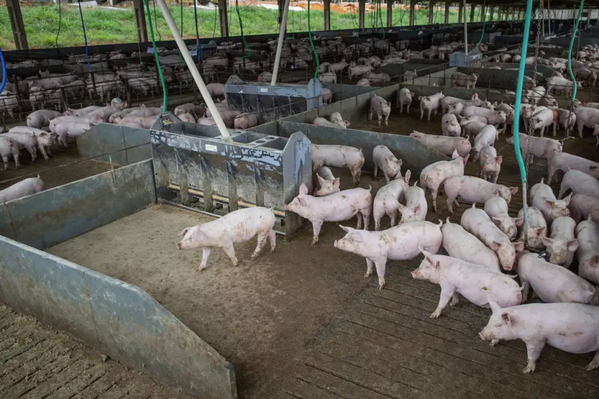 Abate de suínos tem o melhor 1º trimestre da série histórica registrada pelo IBGE