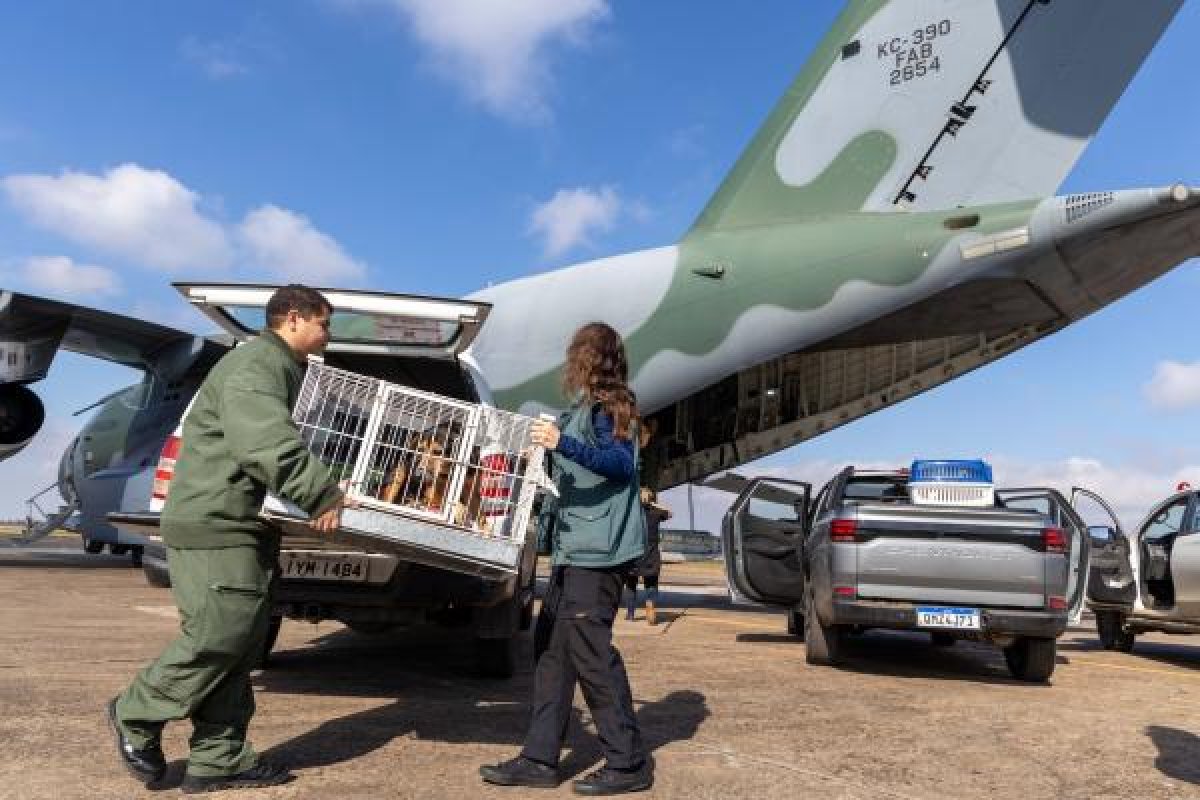 FAB estabelece regras para transporte aéreo de pets resgatados no RS