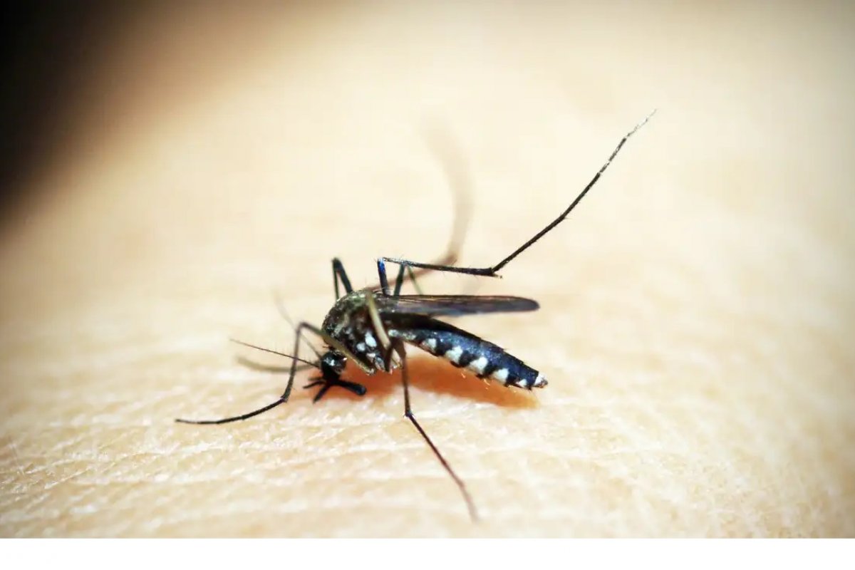 Dengue já matou 3.597 pessoas no Brasil neste ano