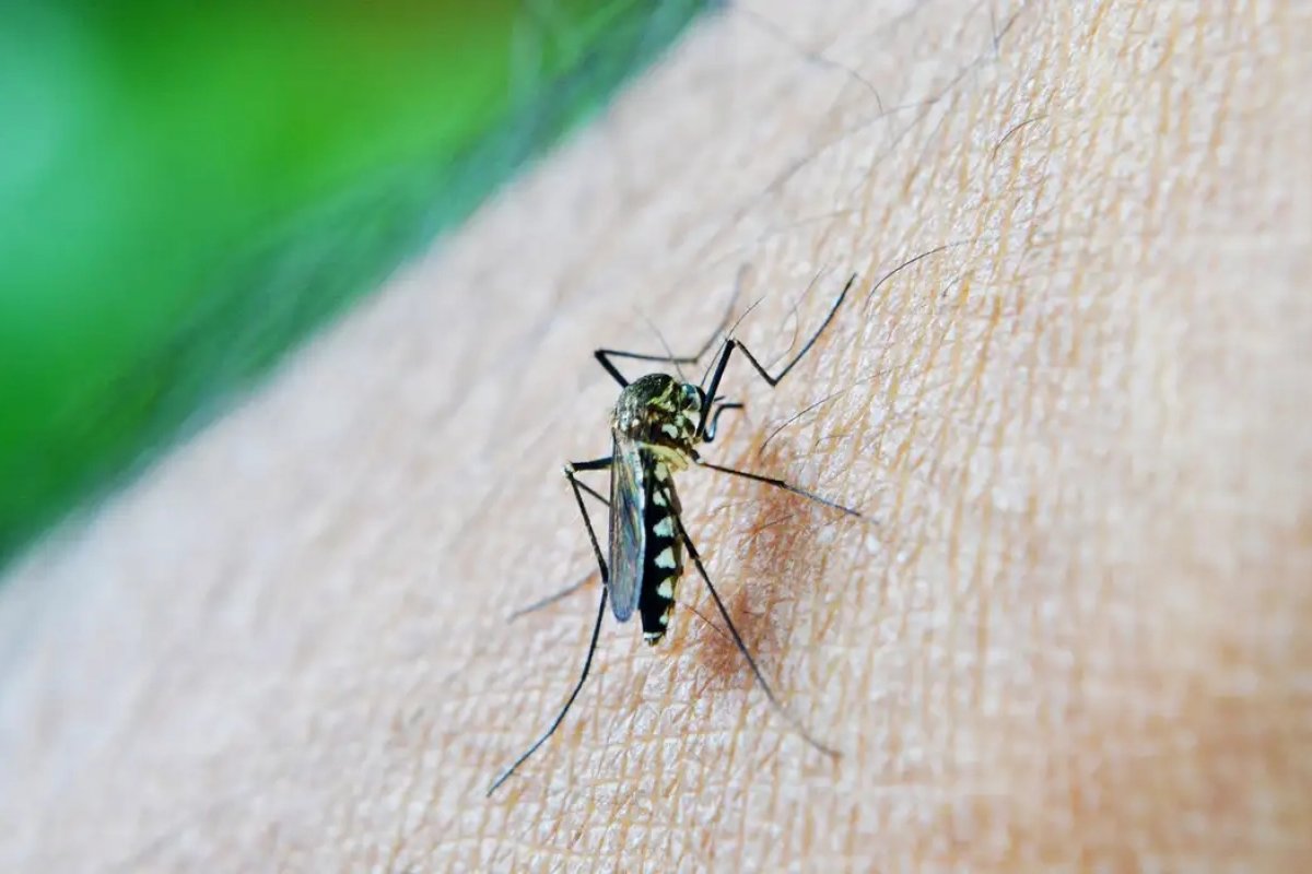 Mais de 130 cidades na Bahia estão com epidemia de dengue; 85 mortes já foram confirmadas