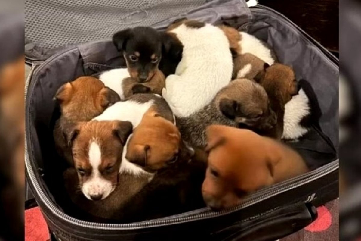Veja vídeo: Mala com 13 filhotes de cachorro é abandonada em condomínio!