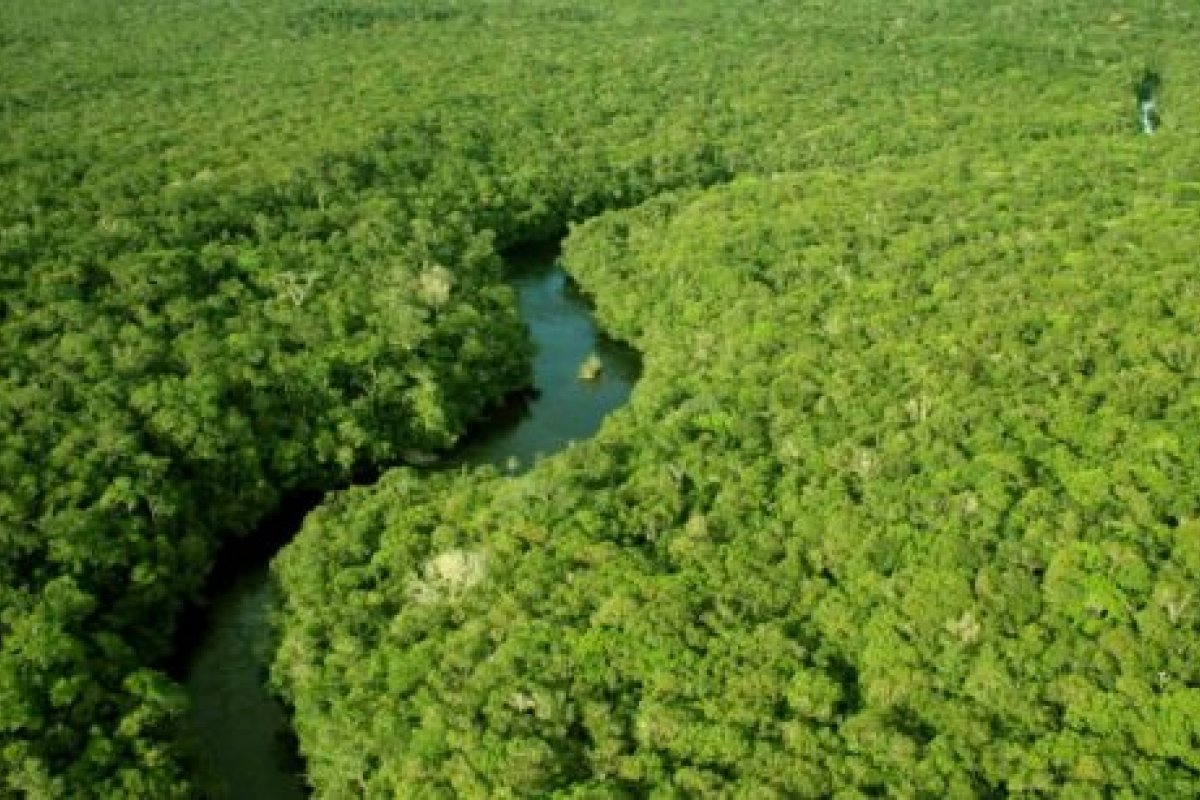 Bolsonaro anuncia criação de Força Nacional Ambiental para defesa da Amazônia