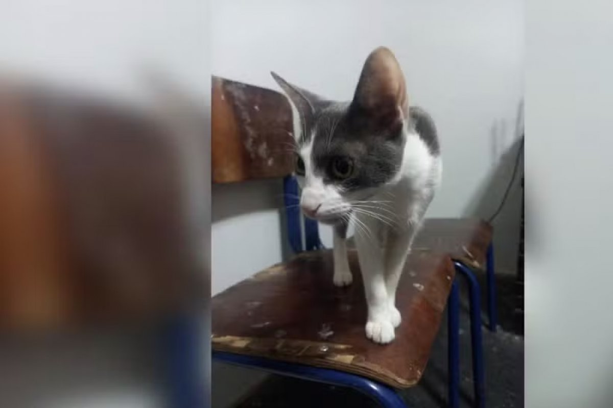Homem espanca gata e filma agressão para mostrar à esposa como educar o animal