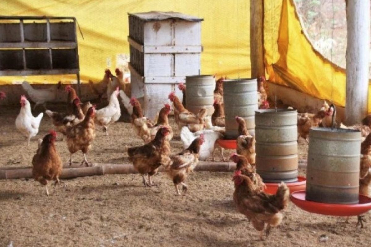 Caso de gripe aviária é detectado em criança na Índia