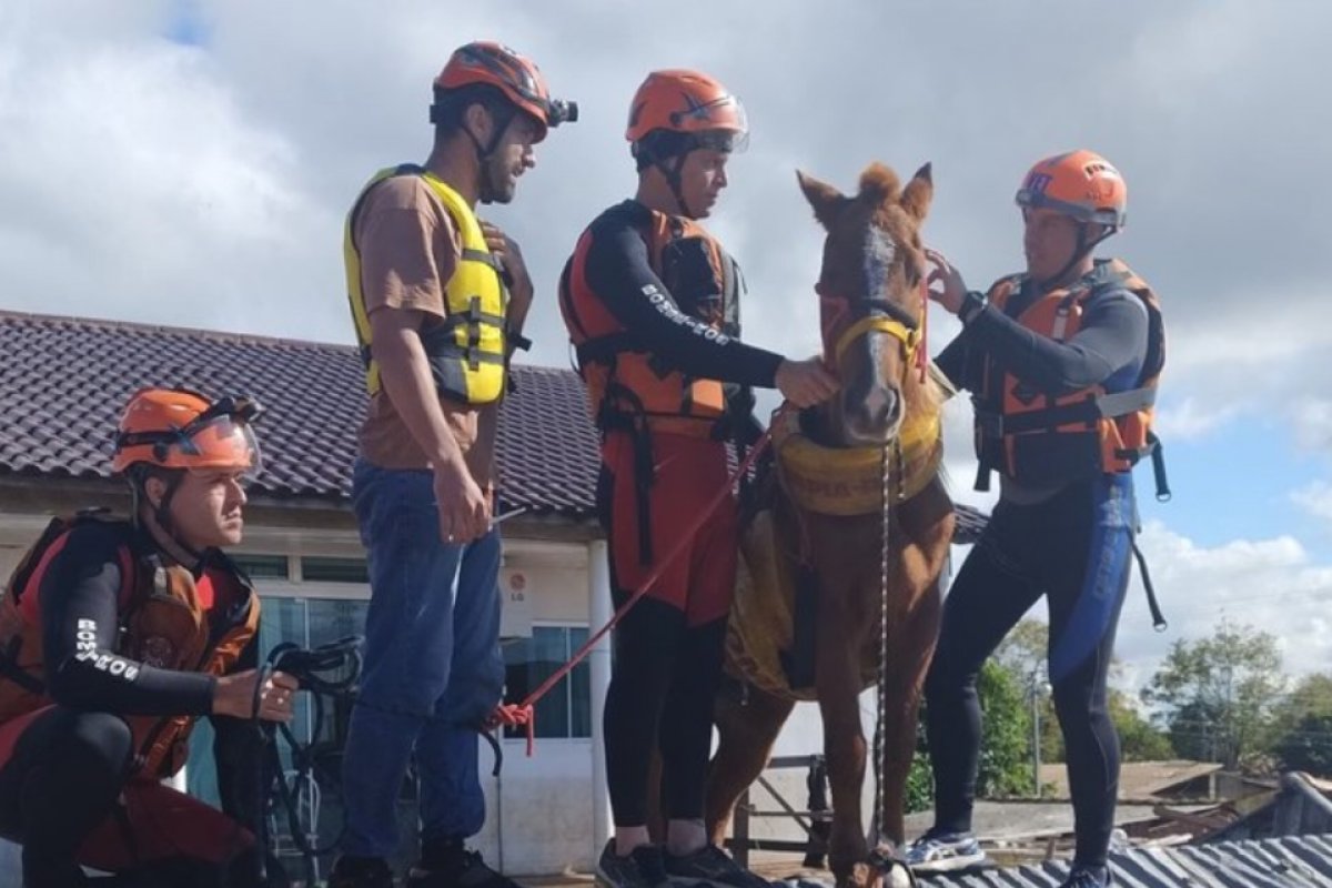 Cavalos resgatados de inundações no RS são tratados com tecnologia nuclear