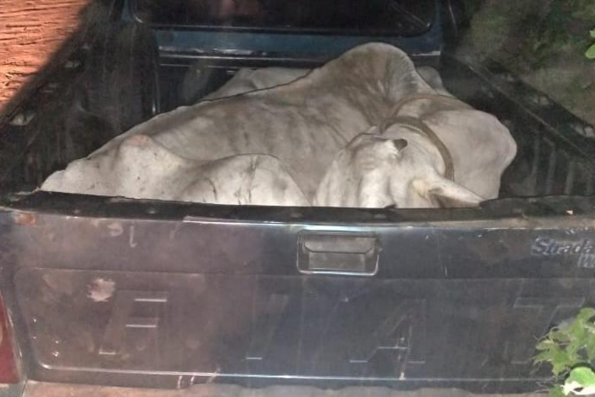 Polícia Militar recupera gado furtado no oeste da Bahia 