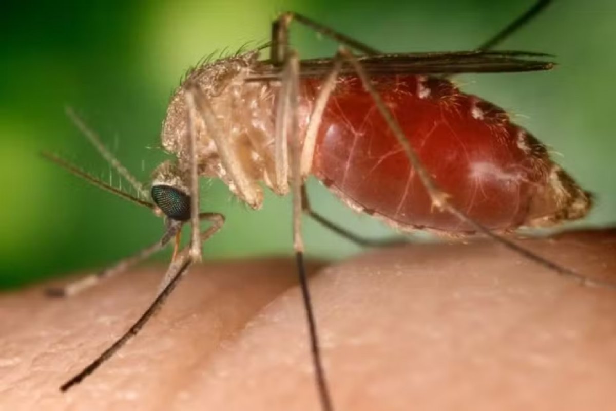 Bahia registra primeira morte por febre Oropouche