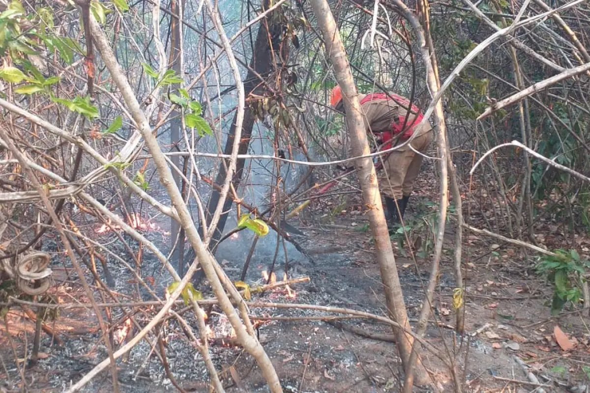 Estudo revela que um quarto do território brasileiro queimou nos últimos 40 anos