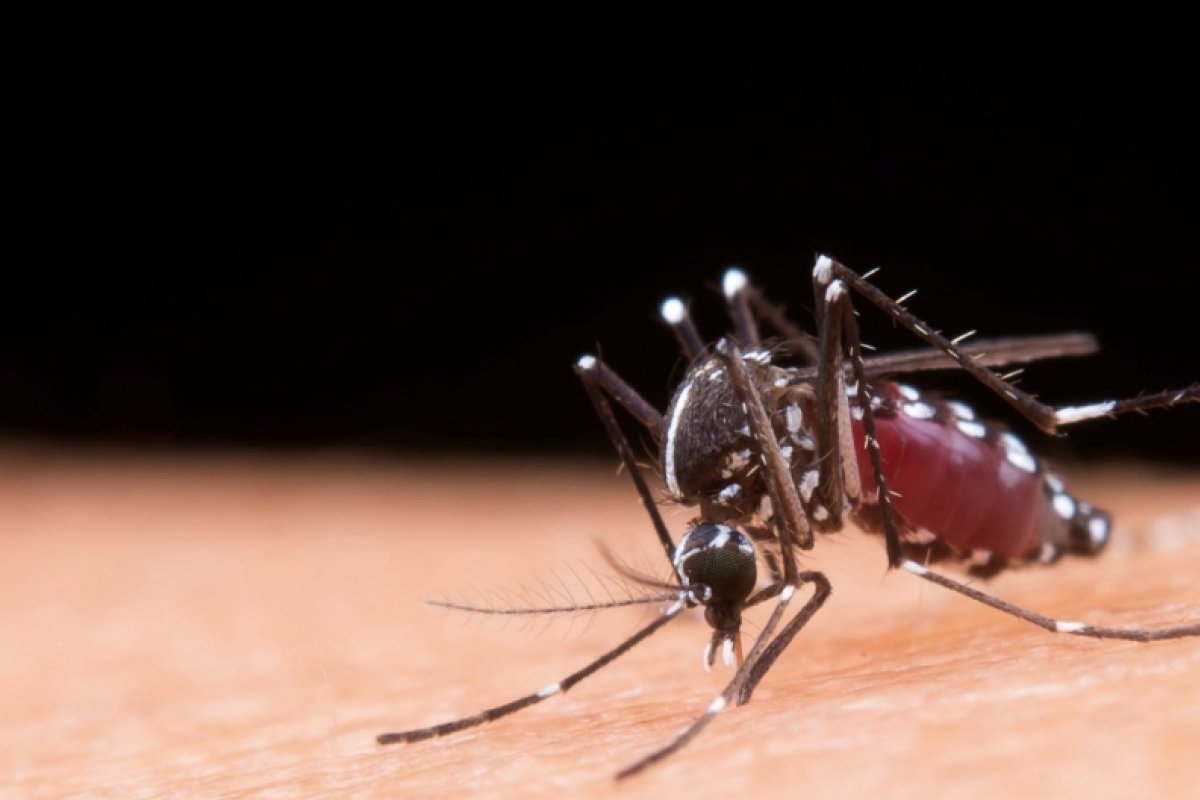 Brasil chega a marca de 6 milhões de casos de dengue em 2024
