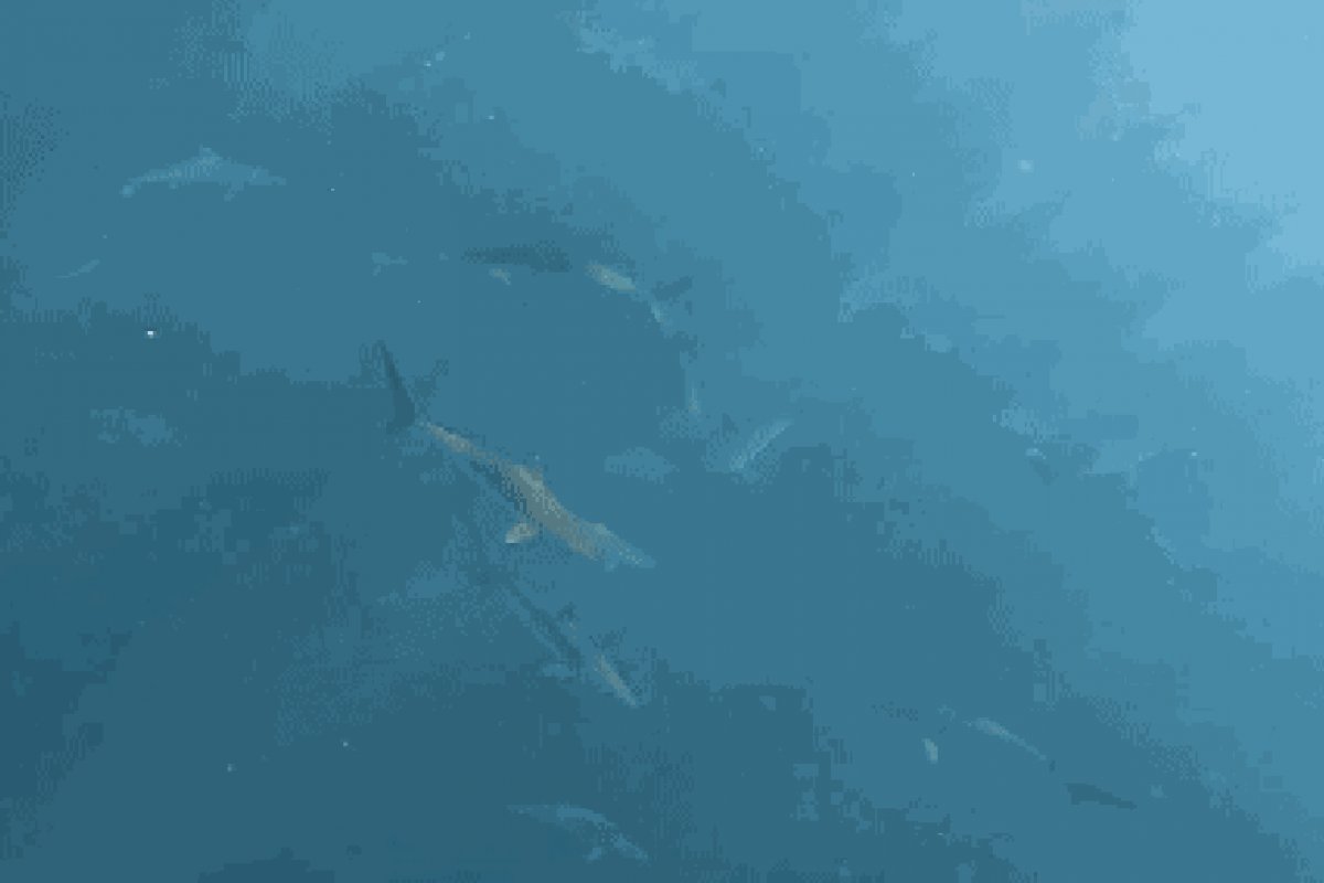 Mergulhadores encontram cardume com 100 tubarões em São Paulo