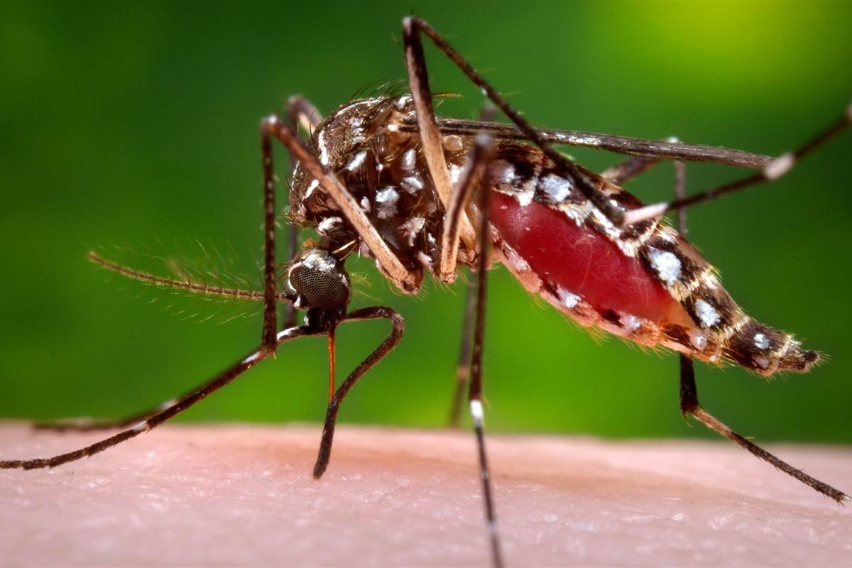 Vírus da zika pode voltar a se replicar após recuperação, revela estudo da UFRJ