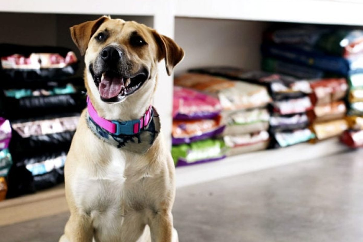 Pet shop promove evento de adoção de cães e gatos em Salvador