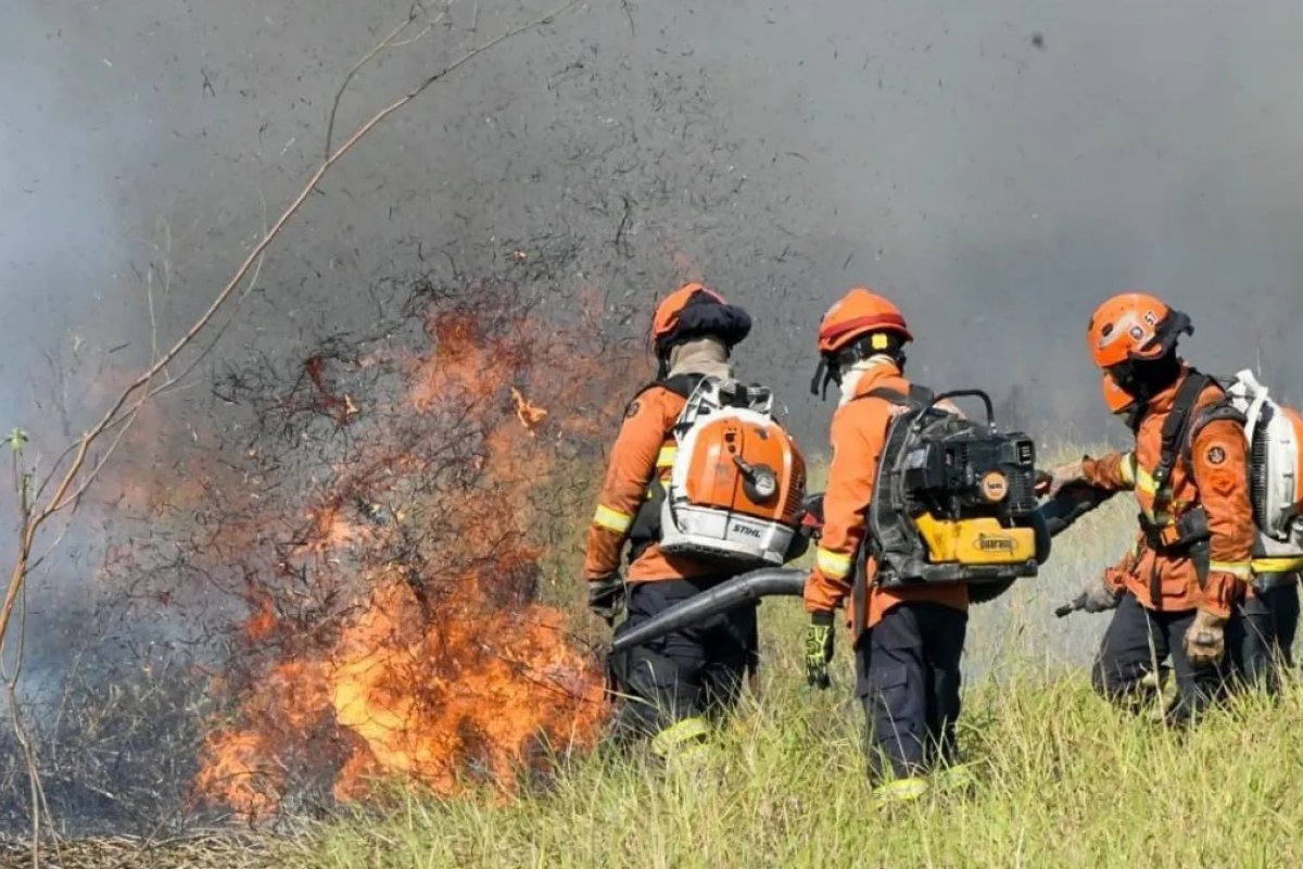 Brasil tem recorde de incêndios florestais no primeiro semestre de 2024