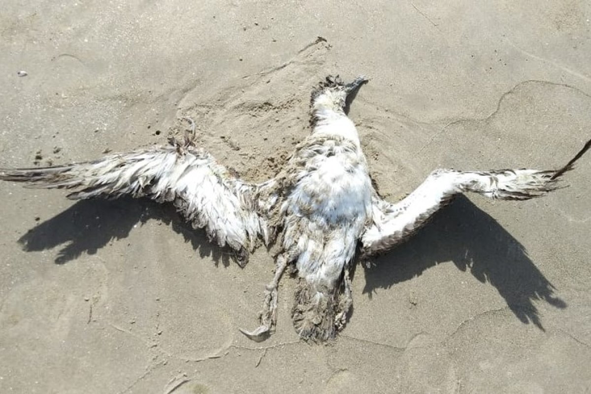 Projeto (A)mar identifica animais marinhos mortos em praias de Ilhéus