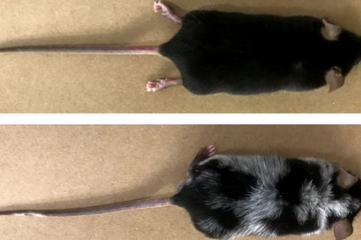 Cabelos brancos também são causados por estresse, diz cientistas