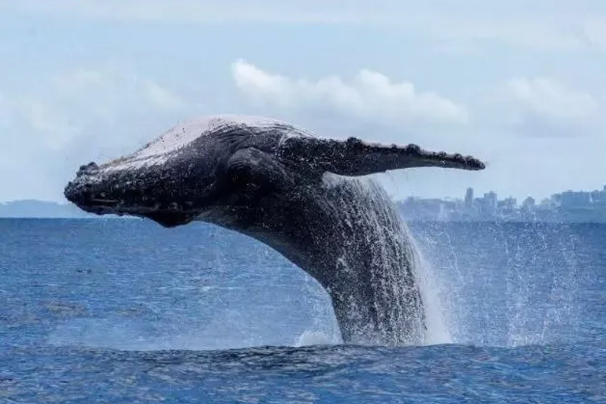 Vídeo: Baleias jubarte aparecem no Porto da Barra em Salvador