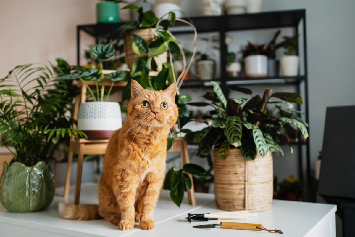 Confira 7 plantas não tóxicas para ornamentar a casa com pet!