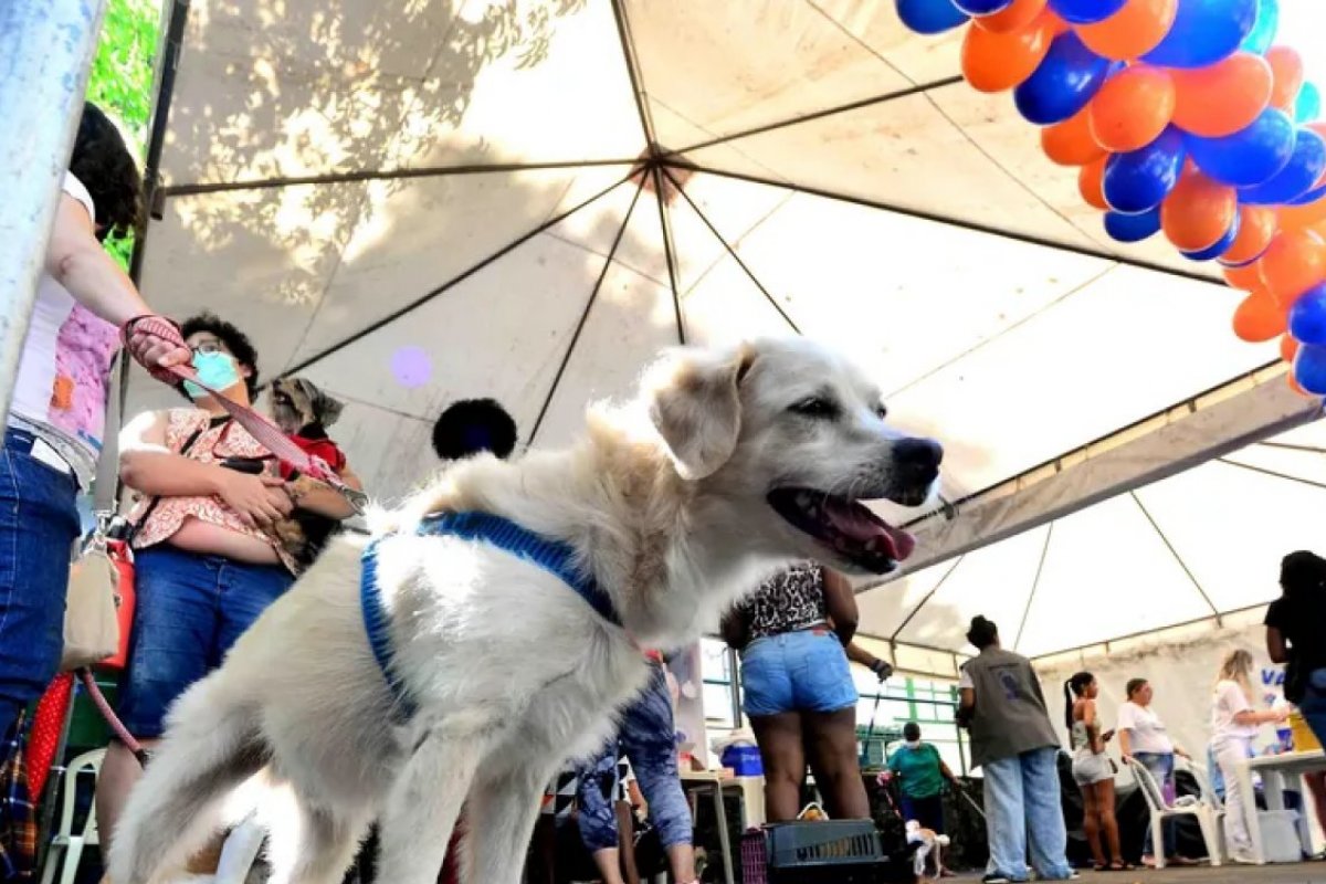 Salvador recebe primeira edição da CÃOminhada neste domingo (30)