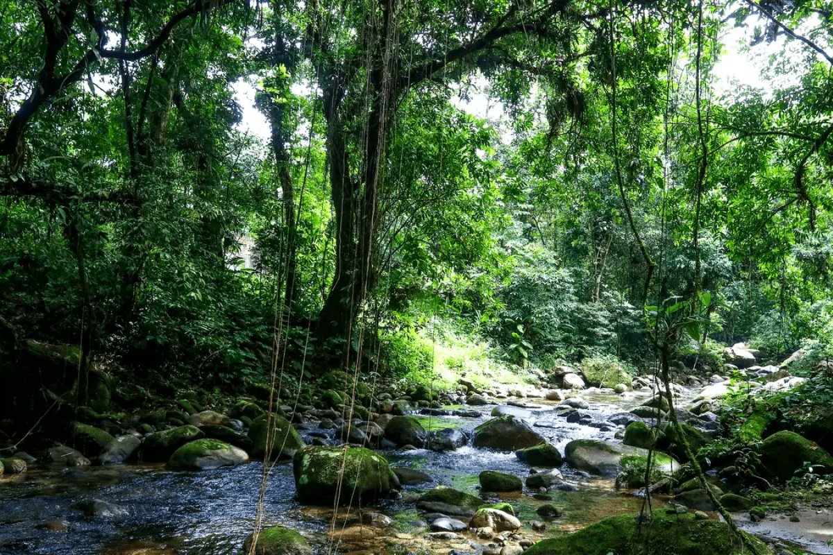 Mata atlântica predomina em metade dos municípios do país, diz IBGE