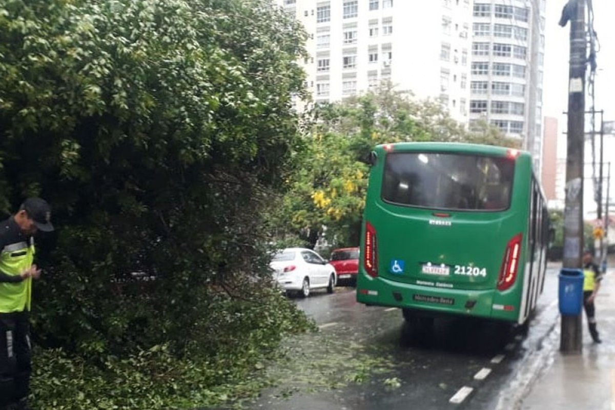 Árvores caem e interditam Avenida Princesa Isabel e ladeira do Abaeté