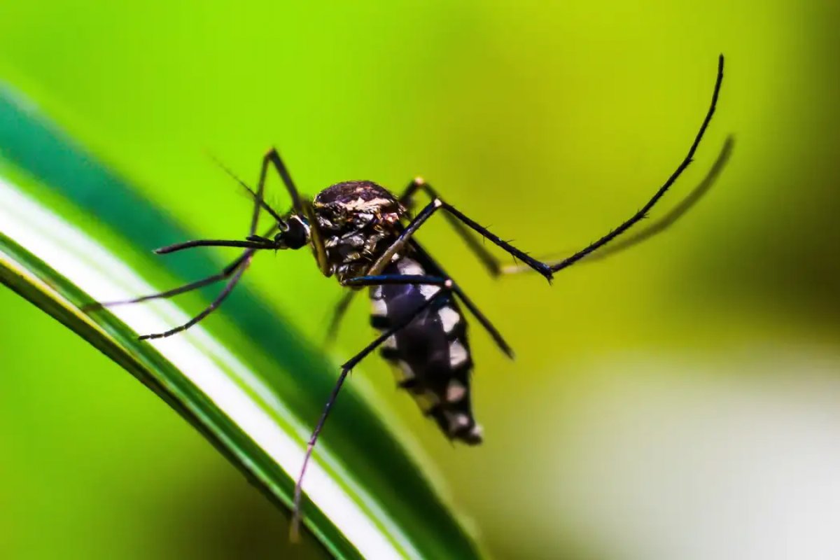 Salvador tem mais de mil casos confirmados de dengue em 2024