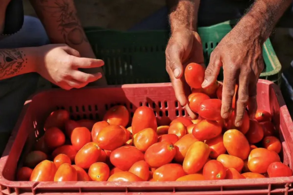 Governo anuncia Plano Safra com R$ 400 bilhões em créditos para médios e grandes produtores rurais