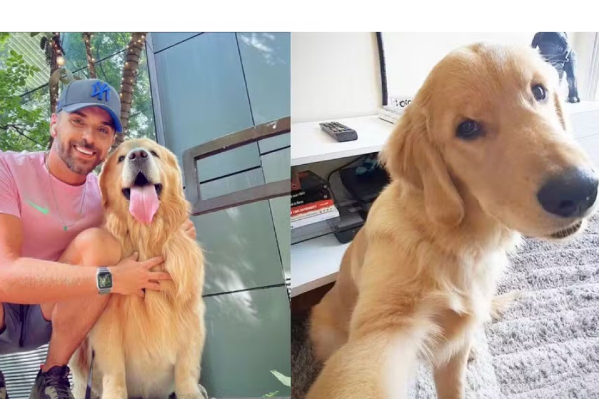 Cão Joca, que morreu em voo da Gol, sofreu choque cardiogênico, diz laudo da USP