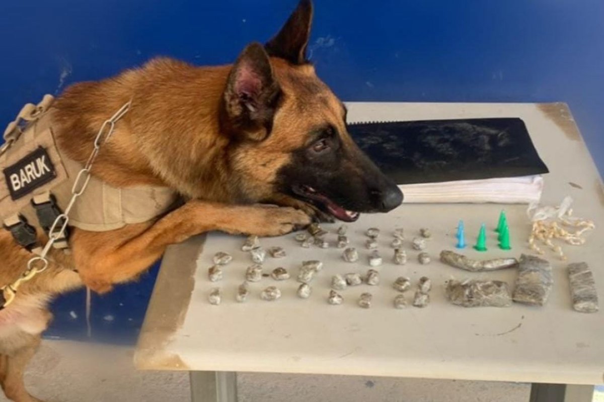 Com apoio de cão farejador, PM apreende drogas em Santa Cruz Cabrália