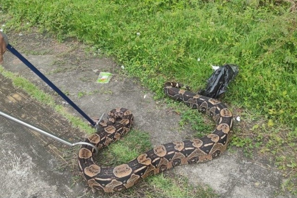 Jiboia é resgatada na Avenida 29 de Março, em Salvador
