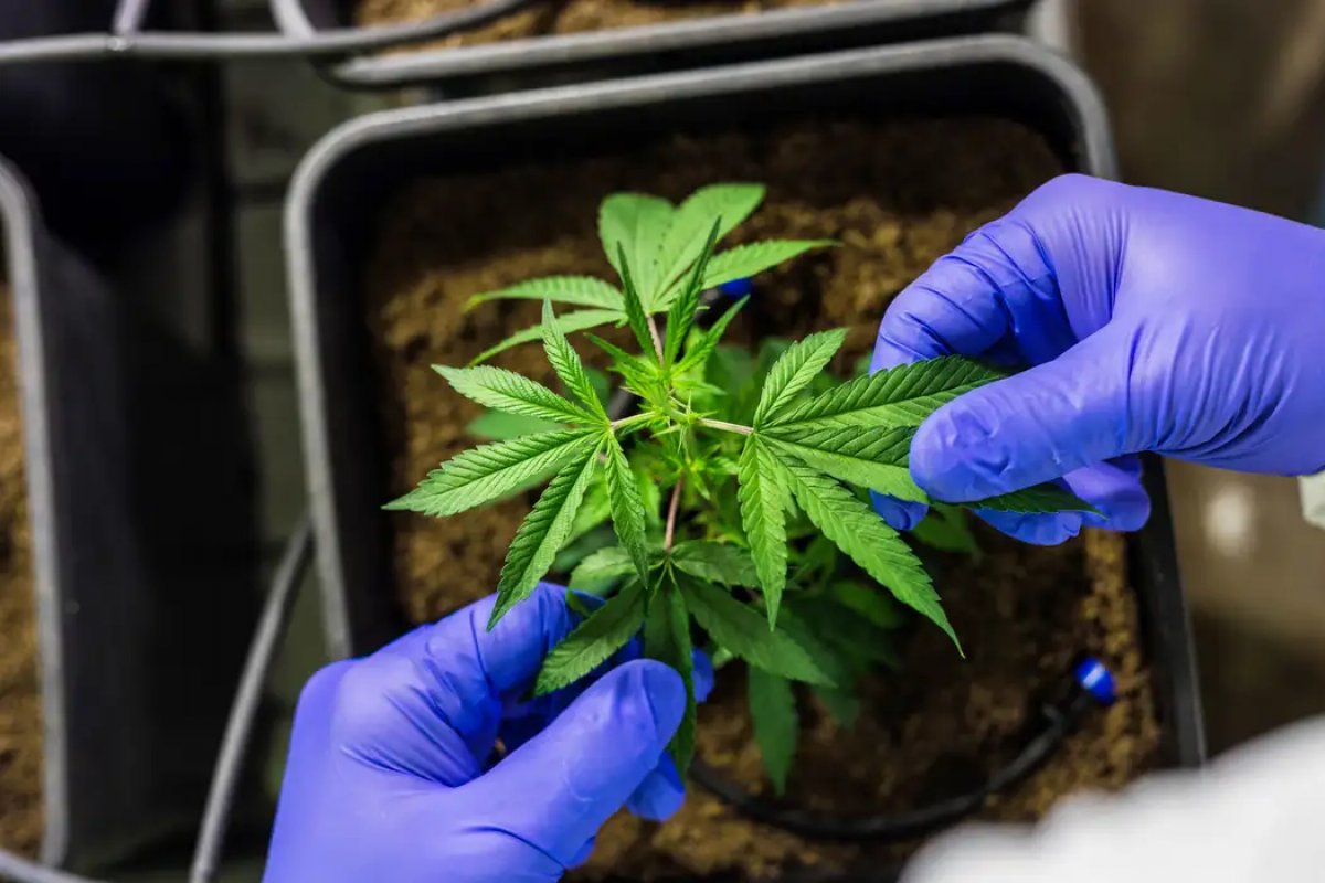 STJ concede liminar para que paciente com depressão cultive cannabis