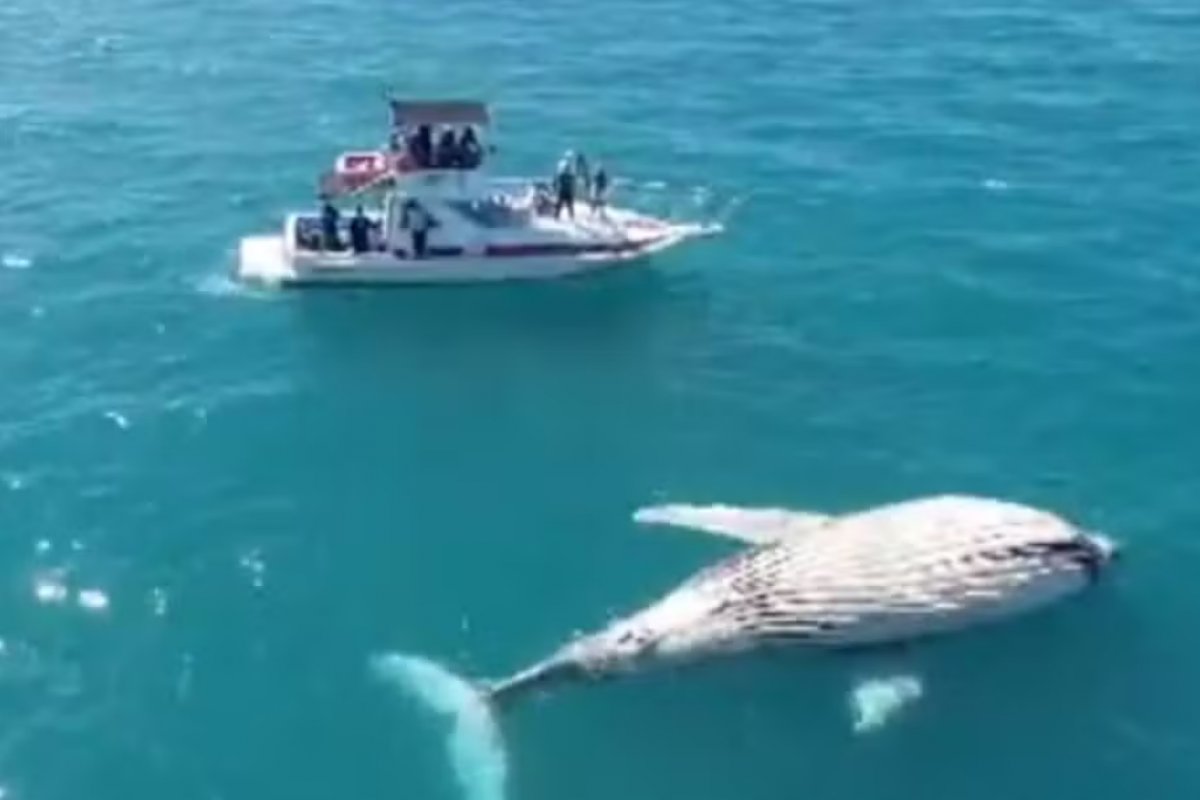 Primeira baleia morta da temporada de 2024 é encontrada na Bahia