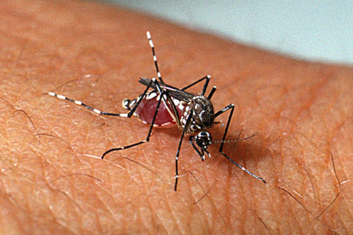 Passa de 100 número de mortes por dengue na Bahia; dançarina está entre as vítimas