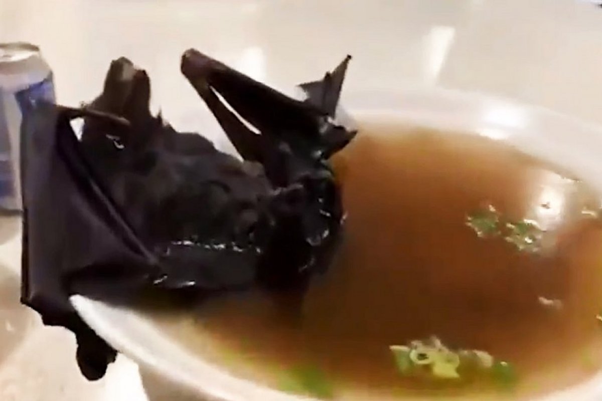 'Moqueca' de morcego pode ter espalhado coronavírus na China