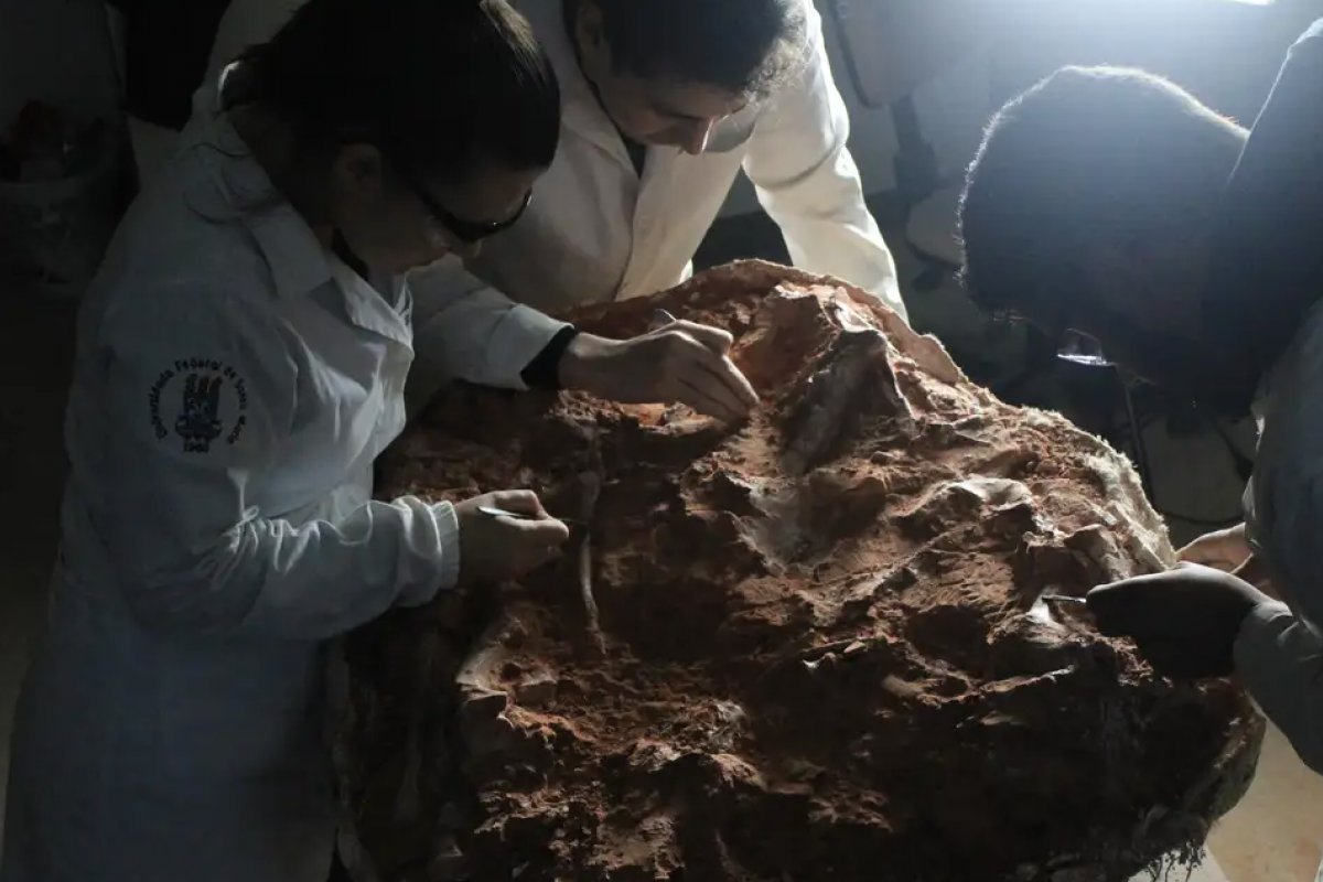 Pesquisadores encontram fóssil capaz de ajudar a explicar a origem dos dinossauros