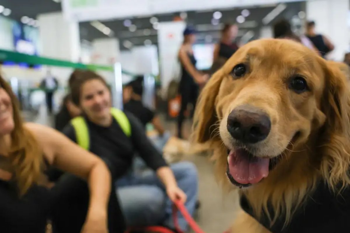 Justiça decide que cão de suporte emocional deve viajar com passageira na cabine de avião