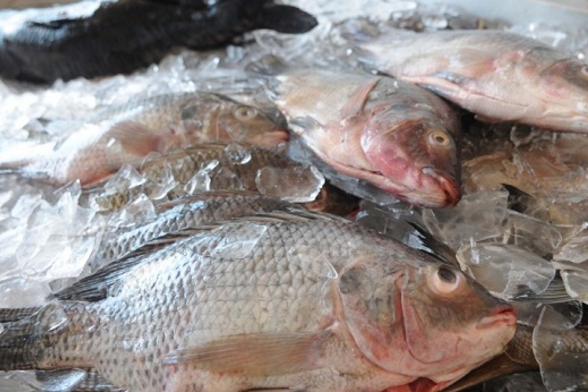 Bahia Pesca realiza nova coleta para monitorar organismos em área atingida pelo óleo