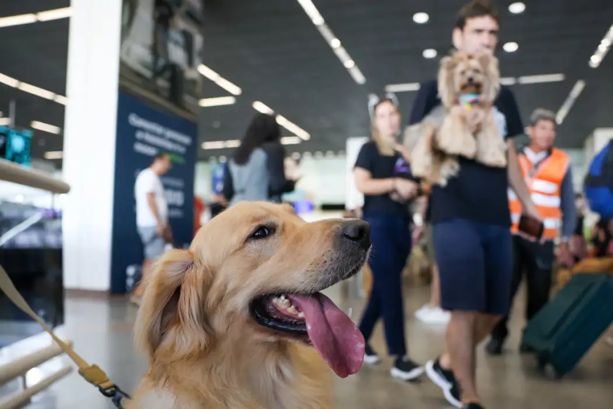 Convívio com animais traz benefícios à saúde física e mental do tutor, diz pesquisa