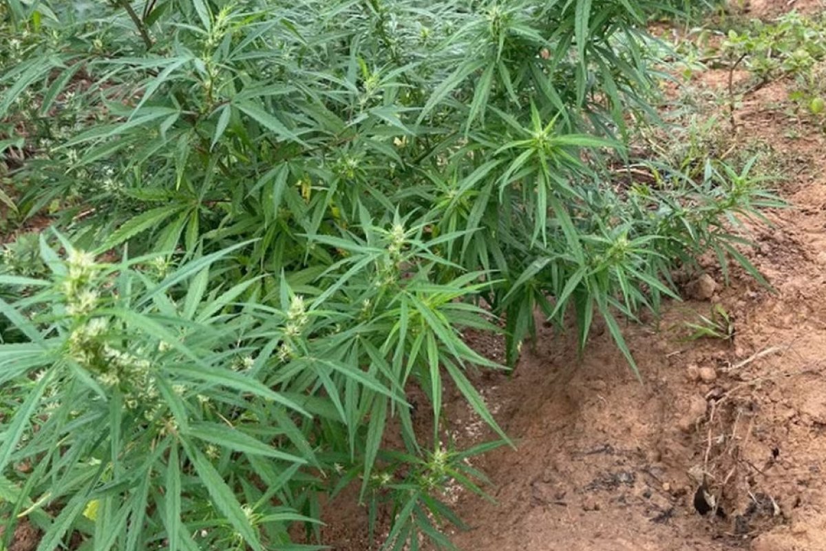 Polícia destrói plantação de oito mil pés de maconha no norte da Bahia