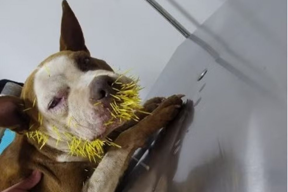 Cadela fica ferida com dezenas de espinhos após ser atacada por ouriço-cacheiro em MG