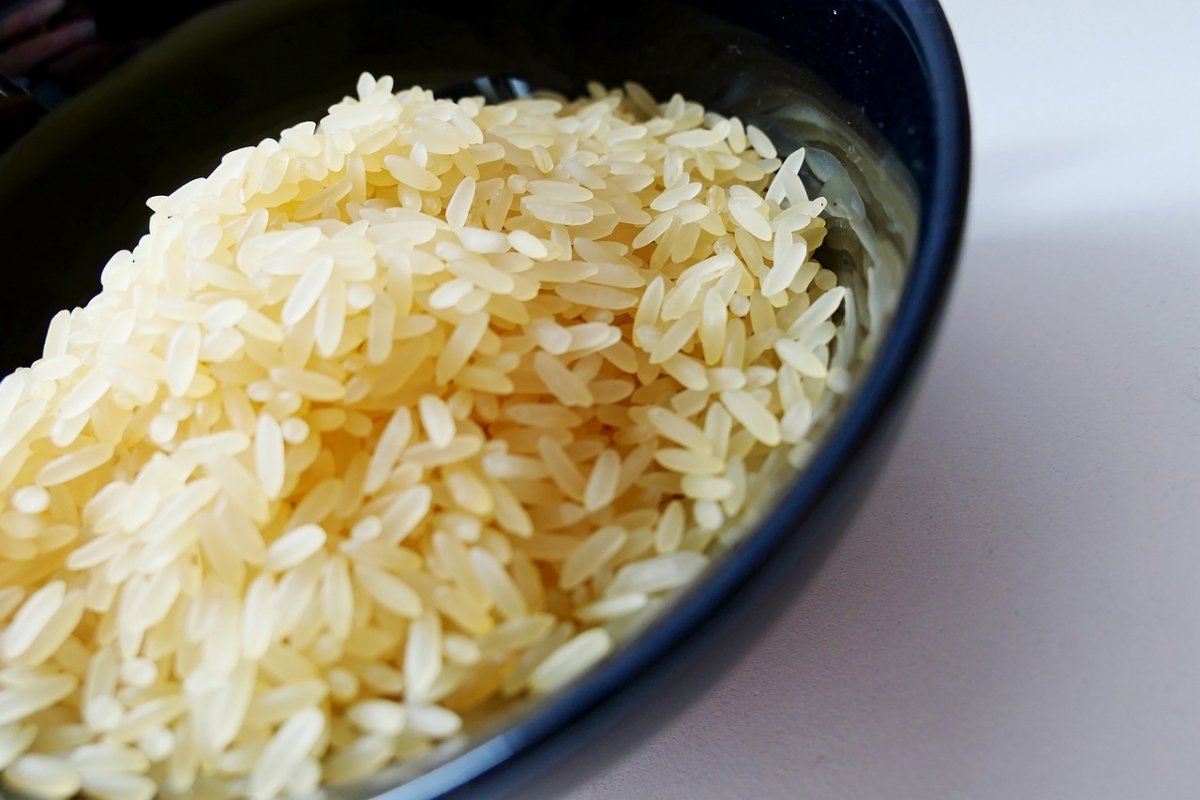 Governo Lula busca estratégias para expandir cultivo do arroz no Brasil